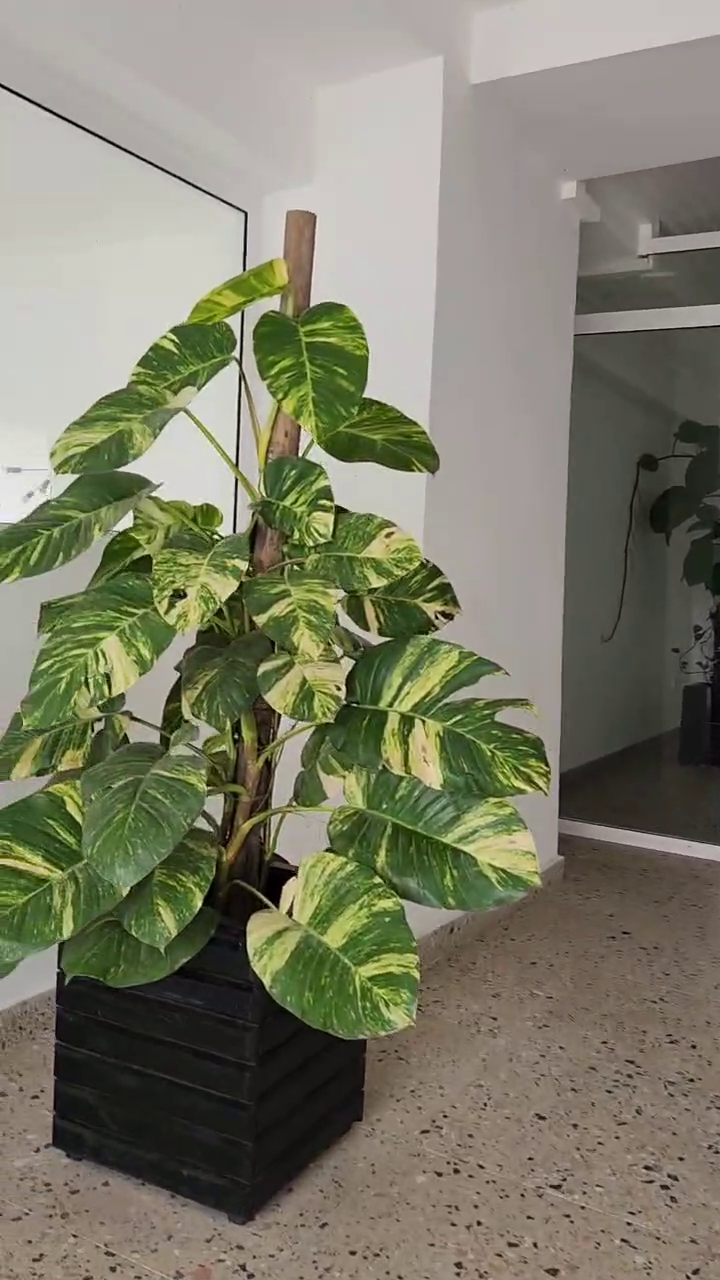 vlcsnap-2025-09-19-13h43m03s088